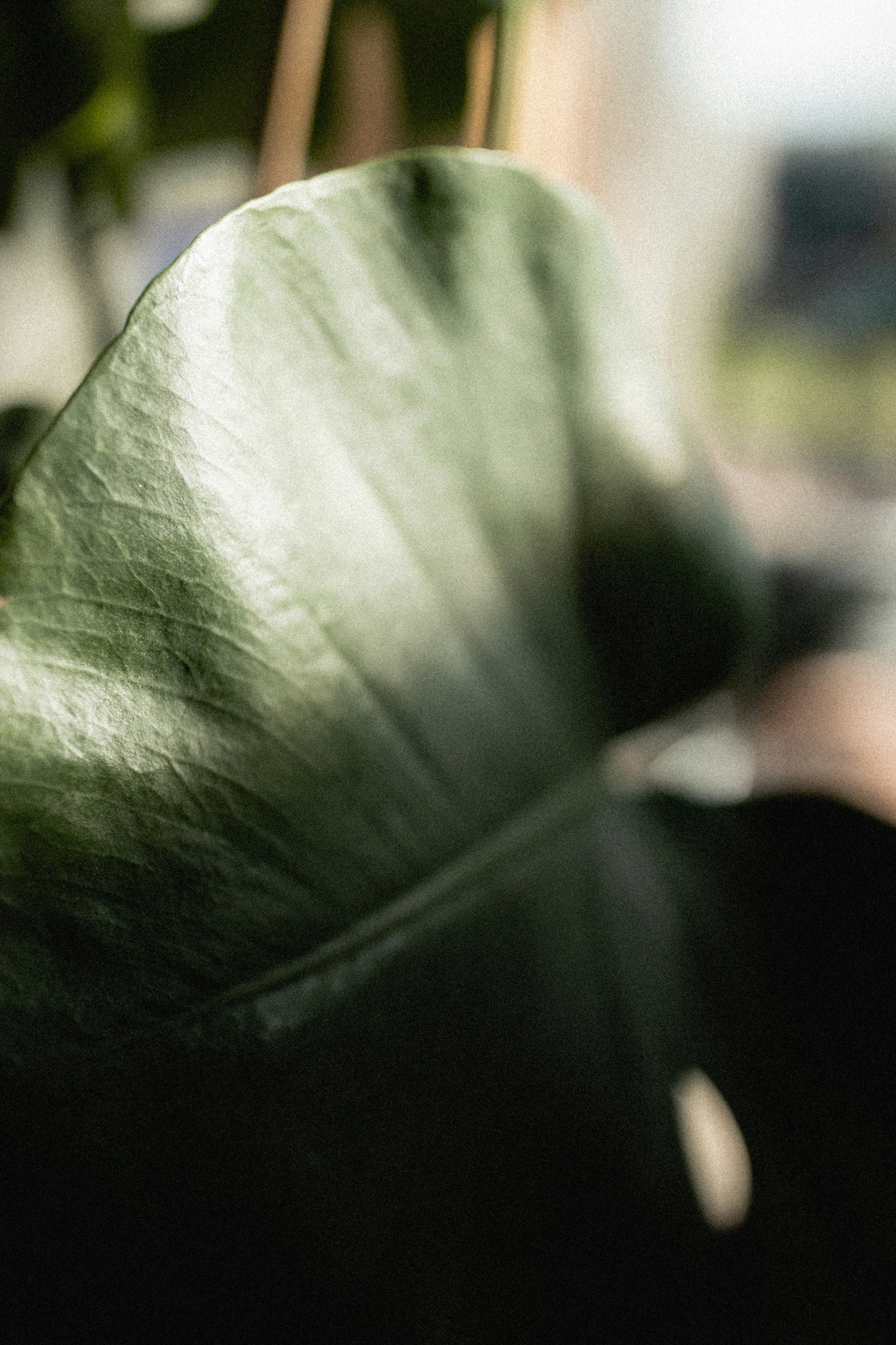 Close-up of a green leaf with a blurred background