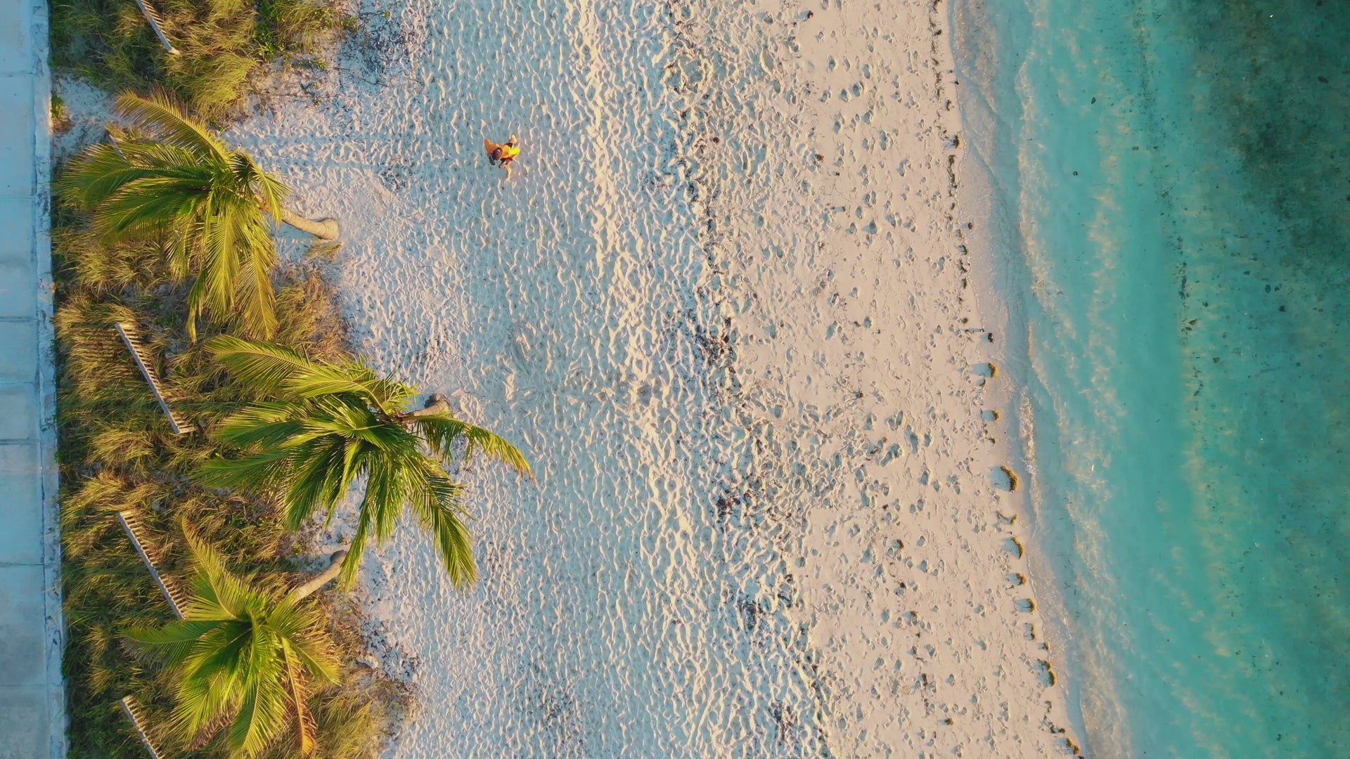 aerial view of person jogging along a sand beach with palm tree on one side and gentle clear ocean waves on the other